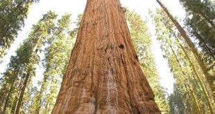 Where-are-the-tallest-tree-in-the-world