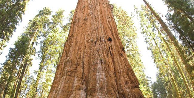 Where-are-the-tallest-tree-in-the-world