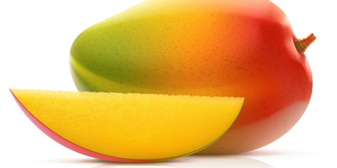 Vector illustration of mango fruit