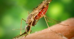 Anopheles_albimanus_mosquito