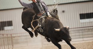 Bull-Riding