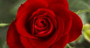 Small_Red_Rose