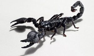 The-scorpion-scourge-of-B-001