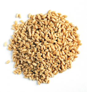 Wheat-grain