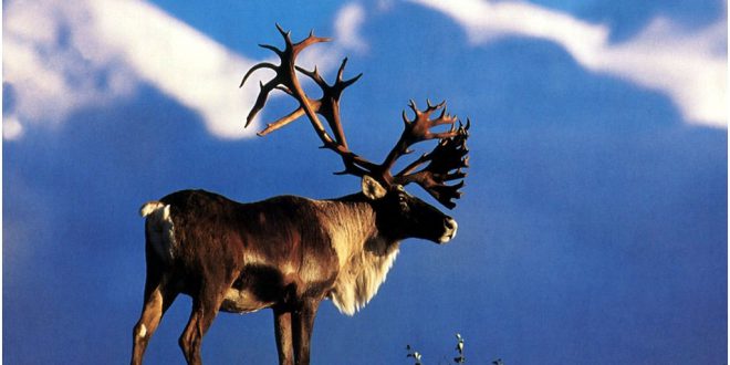 caribou-1