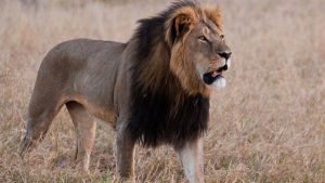 cecil-the-lion-website