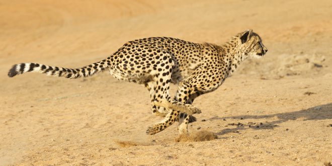 cheetah-running