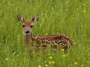 fawn-copy