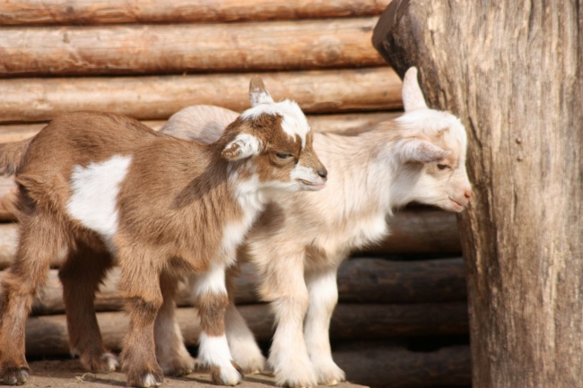 14212660-goats-49172_1920-1493908017-650-c2ac257f94-1494232807