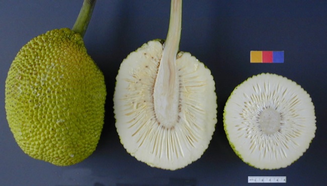 14399360-ARS_breadfruit49-1494347169-650-8d9cc8f978-1495529228