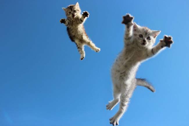 306955-funny-jumping-cats-103__880-650-18281bccca-1484634044