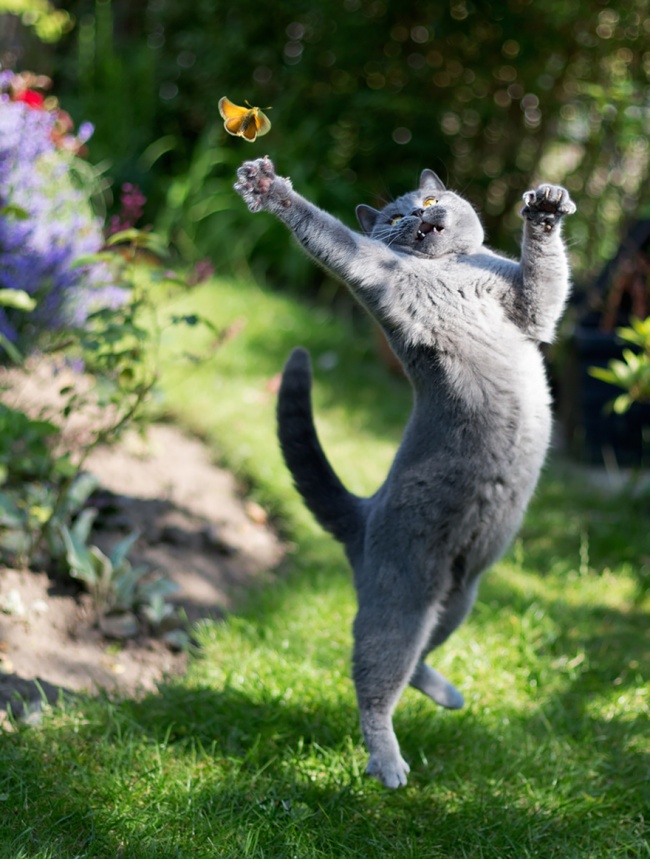 307055-funny-jumping-cats-51__880-650-8d3572accc-1484634044