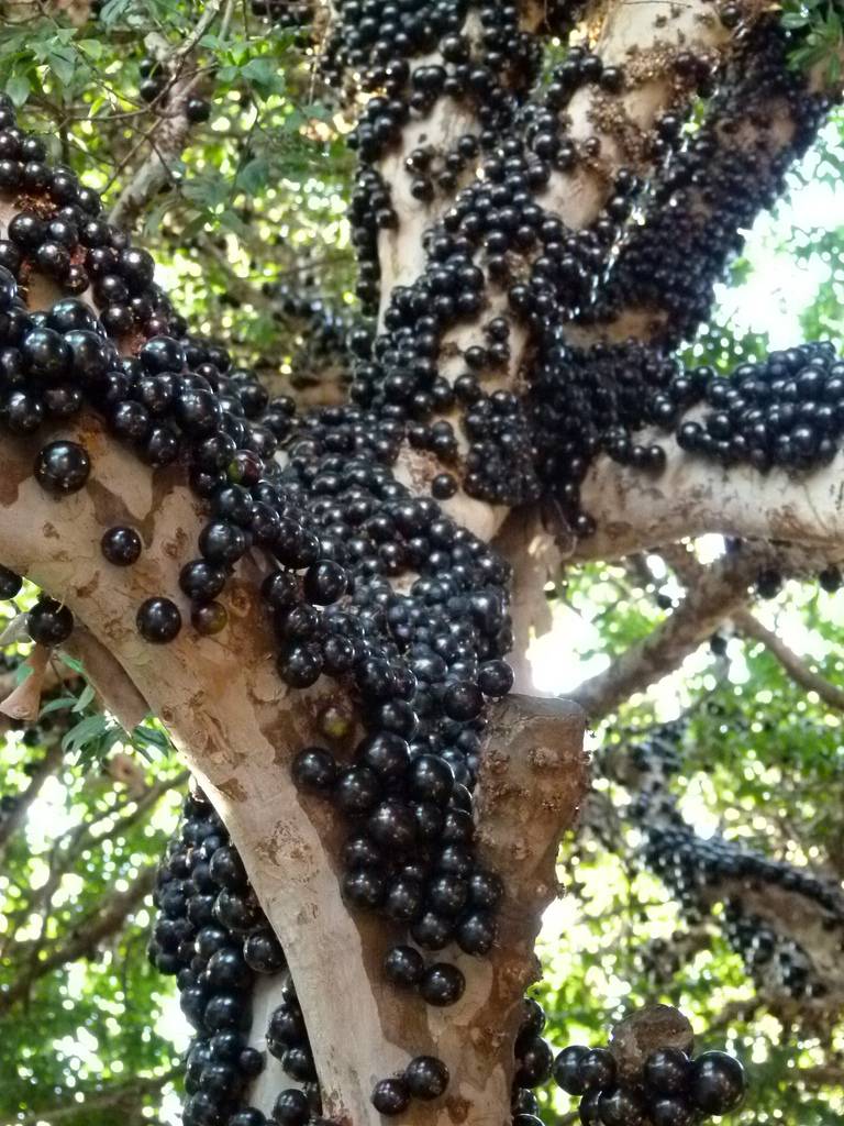 Jabuticaba 5